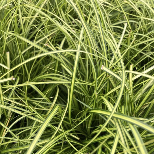 Carex Eversheen