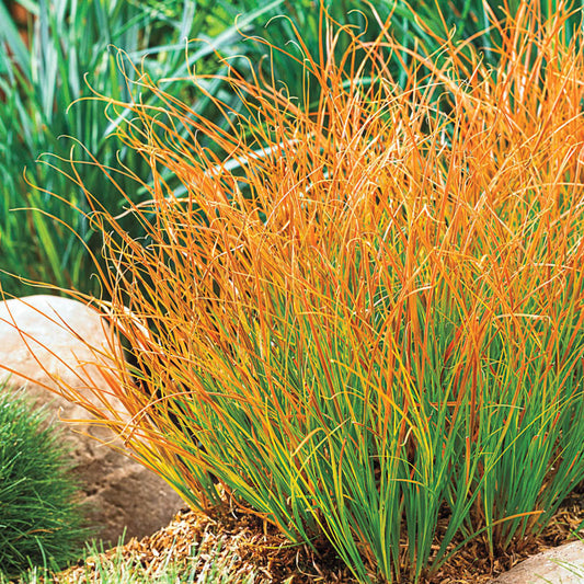 Carex Fire Sedge