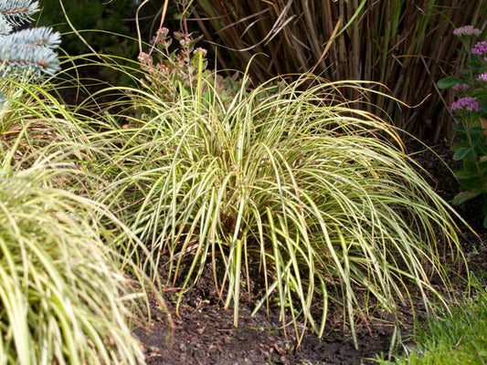Carex Hachijoensis Gold
