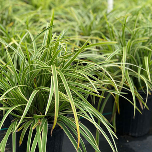 Carex Morrowii Ice Dance