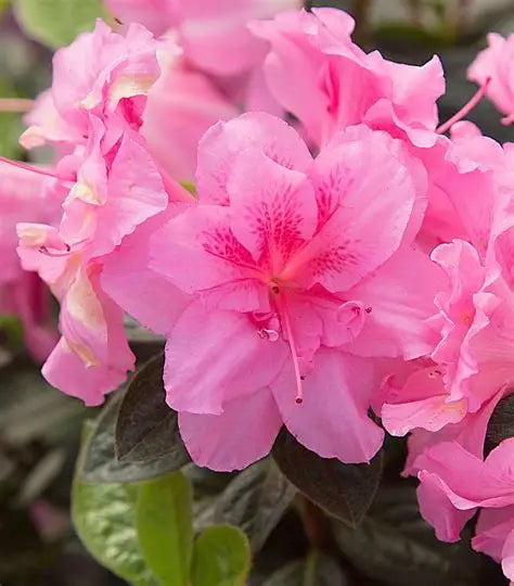 Azalea Carnation Tree