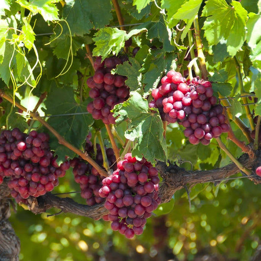 Catawba Grapevine