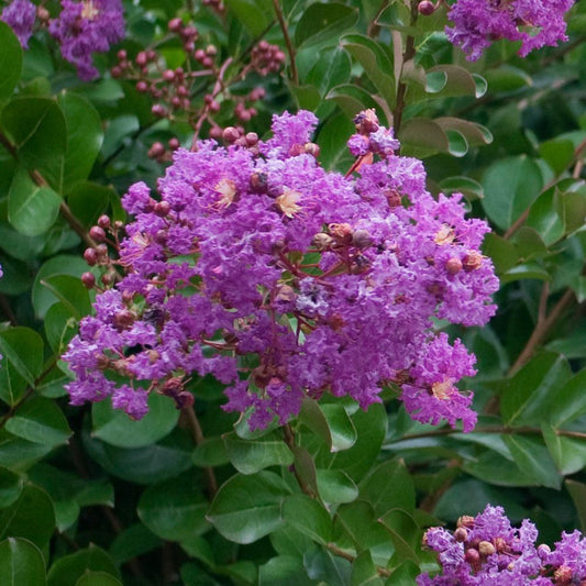 Catawba Crape Myrtle