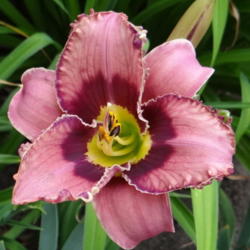 Daylily Catcher in the Eye