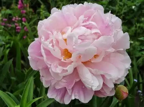 Peony Catharina Fontijn