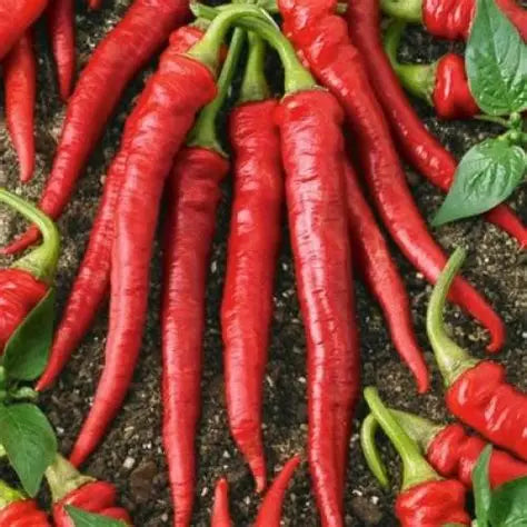 Long Slim Cayenne Pepper