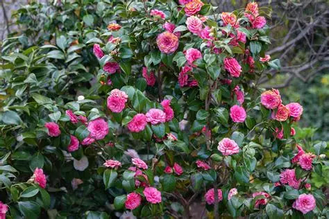Camellia Japonica