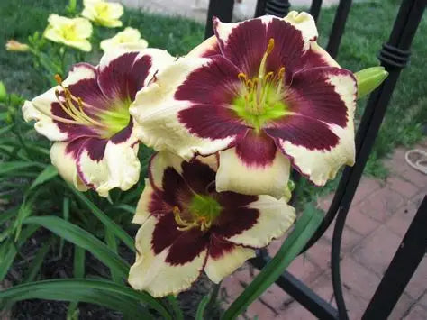 Daylily Celebration of Angels