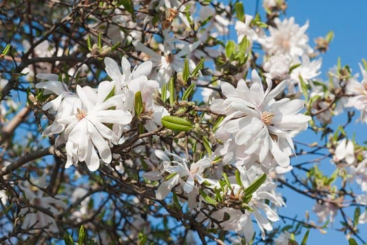 Centennial Magnolia