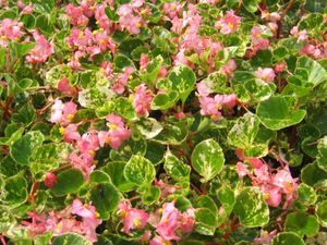 Begonia Charm Pink