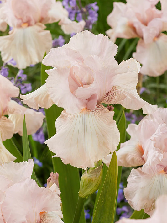Iris Cherished