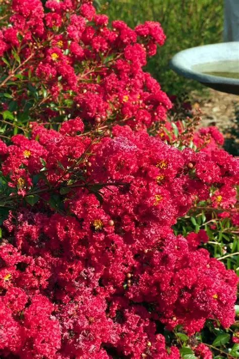 Crape Myrtle Cherry Dazzle