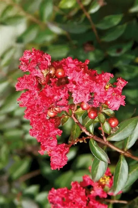 Crape Myrtle Cherry Sweetheart