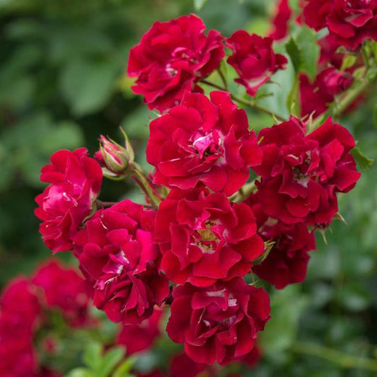 Chevy Chase Rose