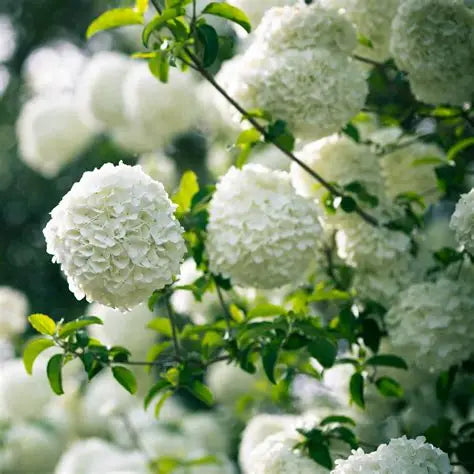 Viburnum Chinese