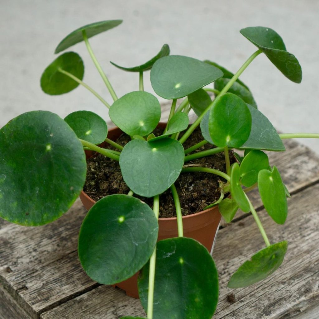 Chinese Money Plant