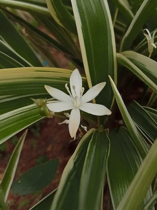 Chlorophytum Aquatic Lily