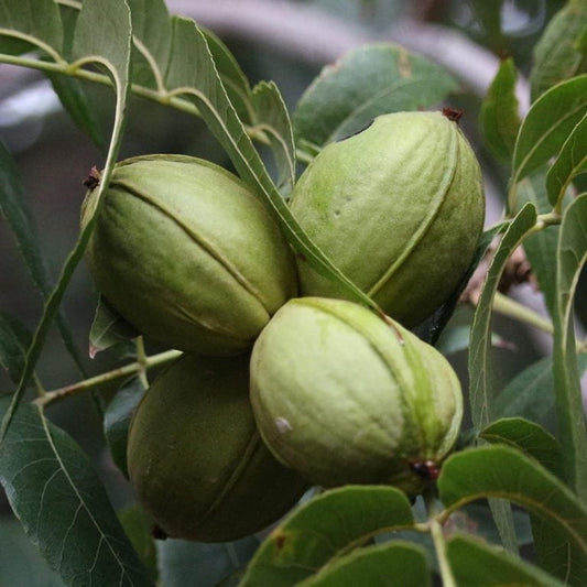 Choctaw Pecan