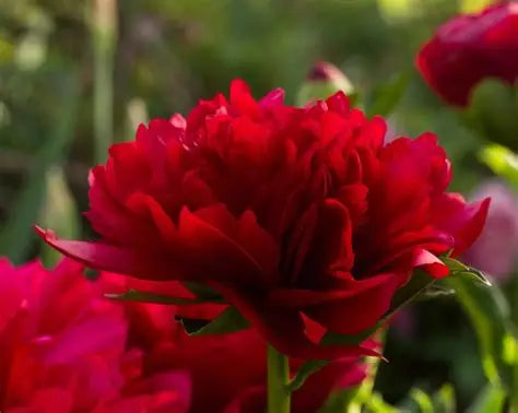 Peony Christmas Velvet
