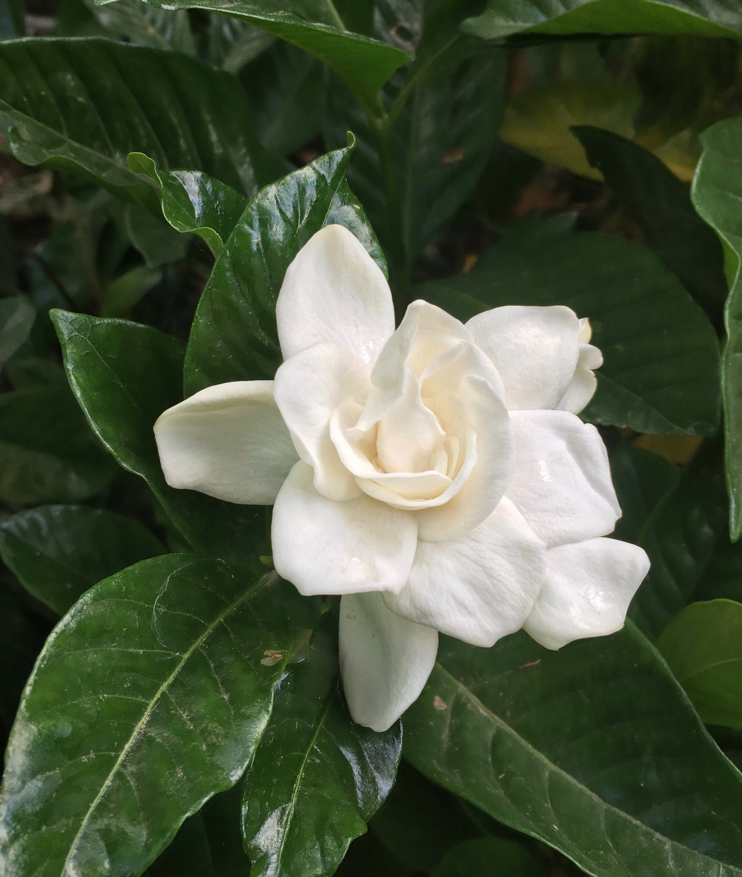 Gardenia Chuck Hayes