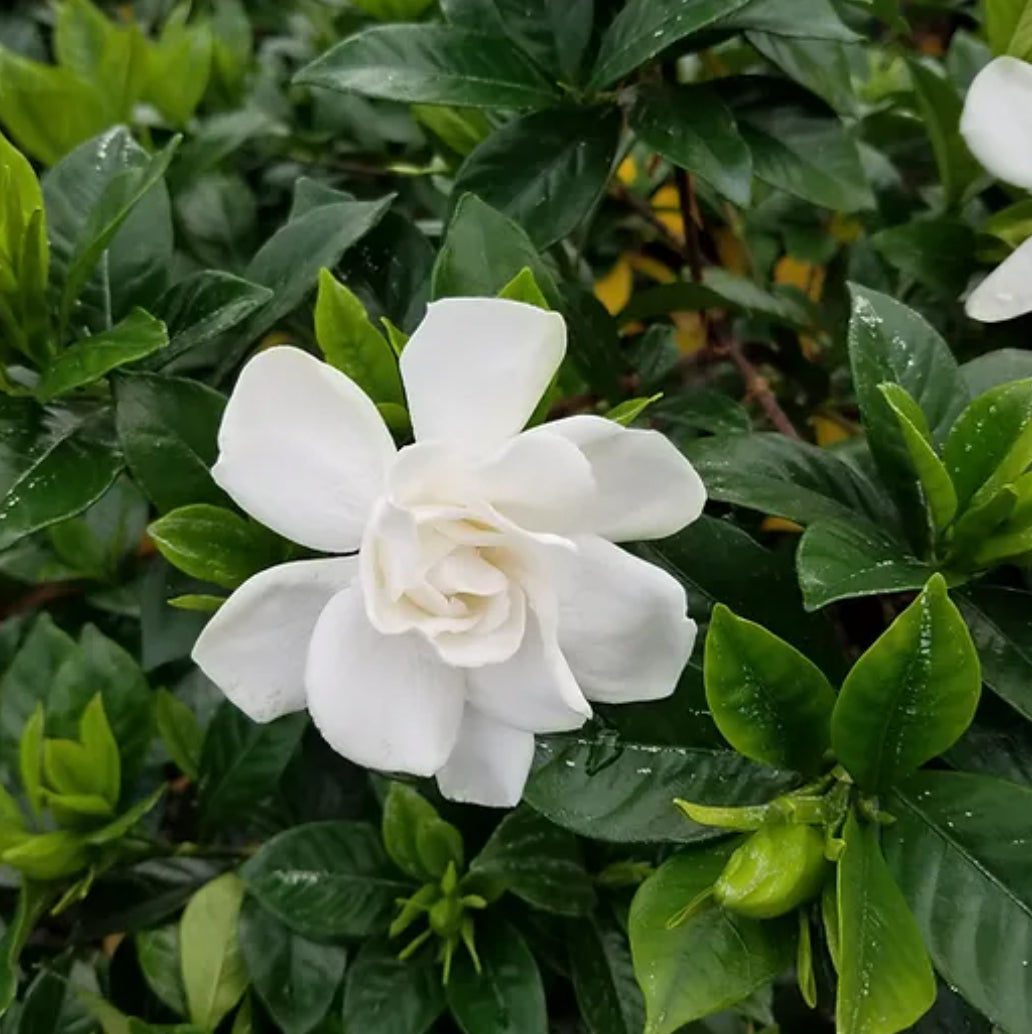 Gardenia Chuck Hayes