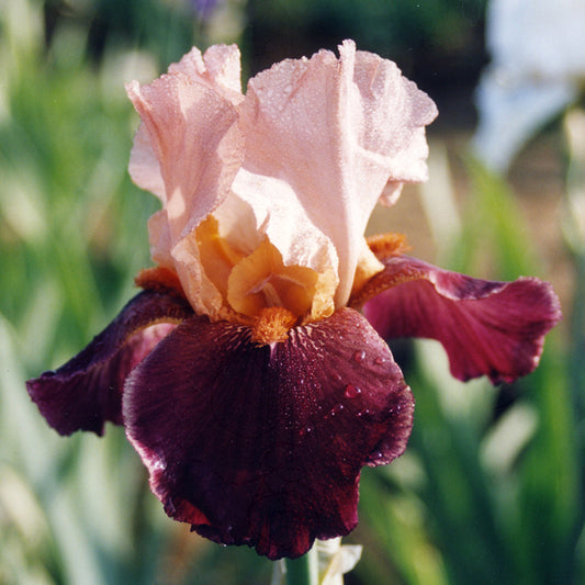 Iris Cimarron Strip