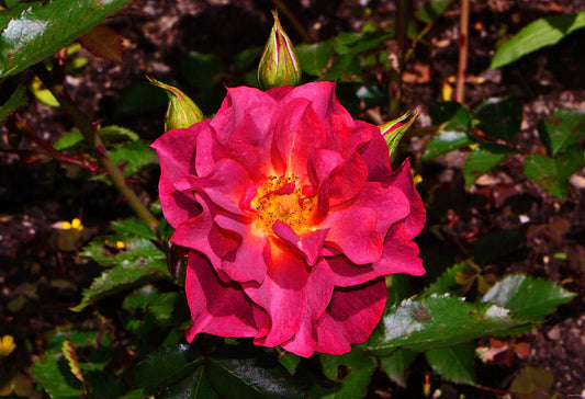 Floribunda Cinco de Mayo Rose