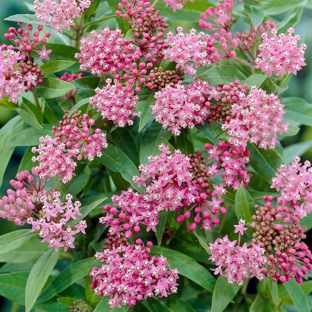 Asclepias-Cinderella