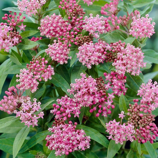 Asclepias-Cinderella