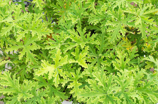 Citronella Geranium
