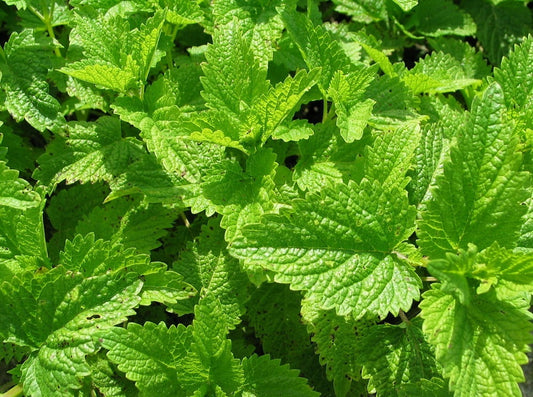 Citronella Balm
