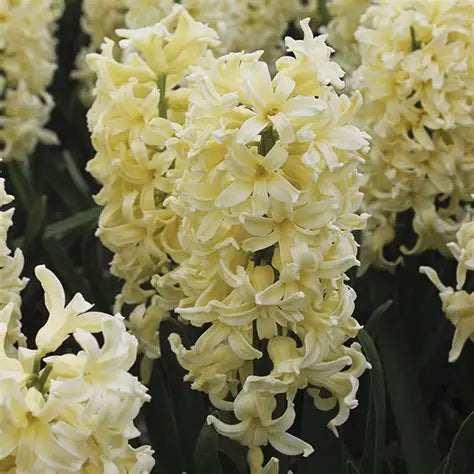 Hyacinth City of Haarlem