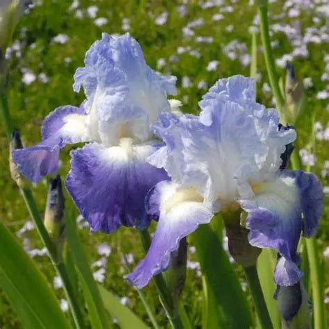 Iris Clarence