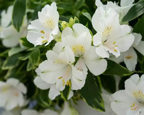 Alstroemeria Claressa