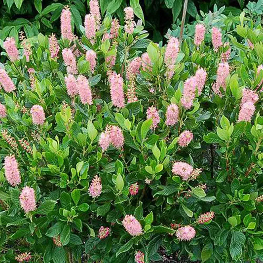 Clethra Ruby Spice