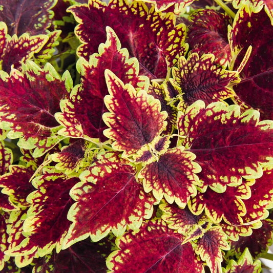 Coleus Main Street
