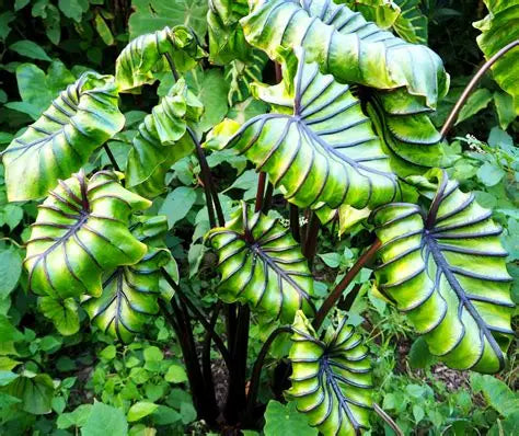 Colocasia Pharaoh's Mask