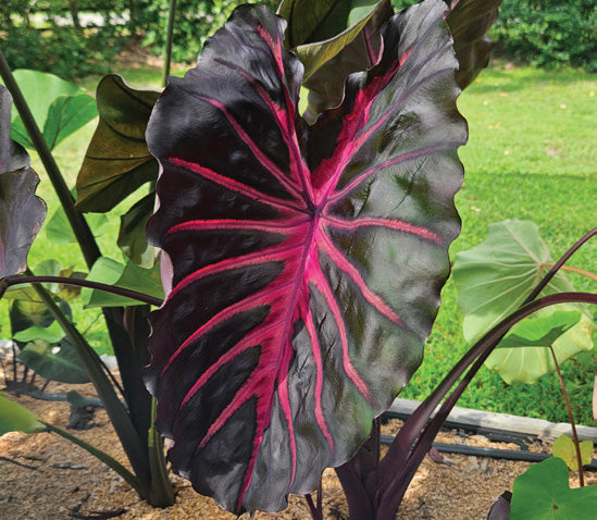 Colocasia Redemption