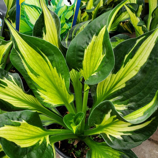 Hosta Colored Hulk