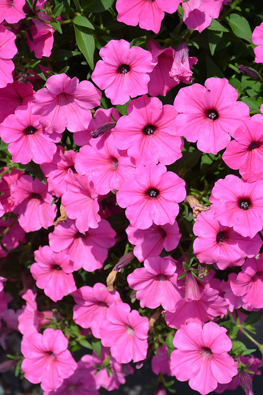 Petunia Color Rush Pink