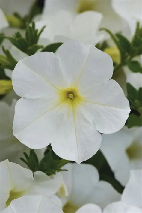 Petunia Color Rush White