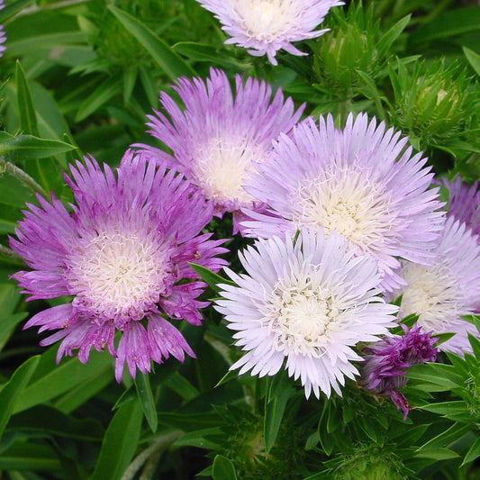 Aster-Stokesia Colorwheel