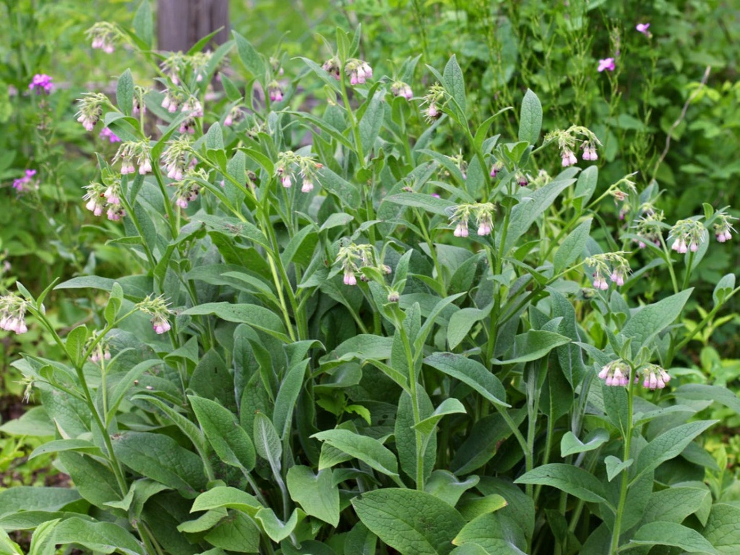 Comfrey