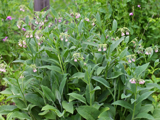 Comfrey