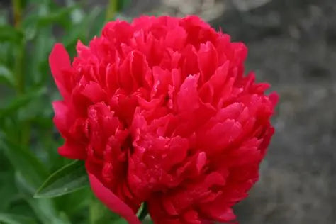 Peony Command Performance