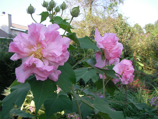Rose-Confederate Pink