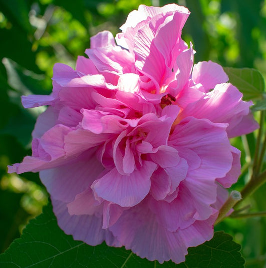 Confederate Hybrid Rose
