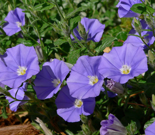 Convolvulus Morning Glory