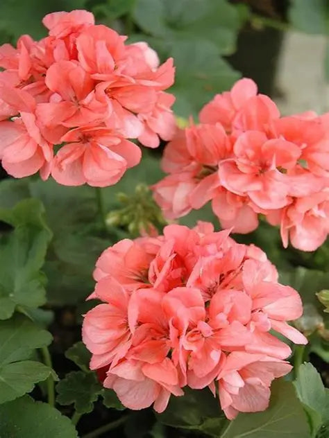 Geranium Zonal Coral