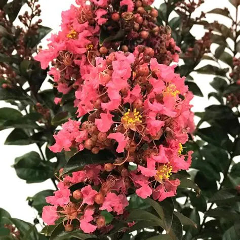 Crape Myrtle Magic Coral